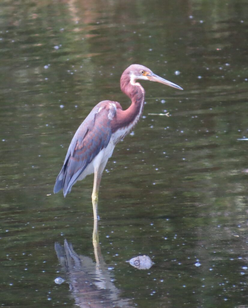 Tricolored Heron