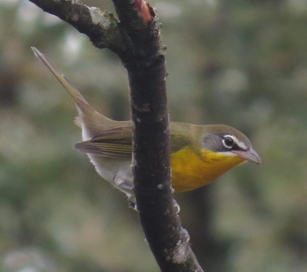 Yellow-breasted Chat